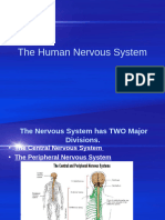 The Nervous System Pp (1)