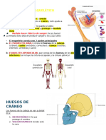 2. OSTEO neurocraneo, vicerocraneo