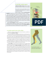 Actividada_sobre_anatomia_y_fisiologia_de_la_medula_espinal