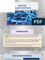 bacilos_GRAM_positivos 2