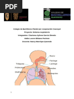 Sistema Respiratorio 501