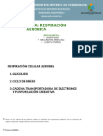 RESPIRACION AEROBICA2