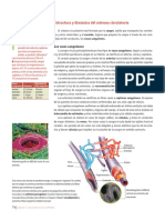 6-Teoria Sistema Circulatorio 2024