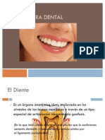 Estructura Dental