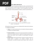 ANATO ESTRUCTURA DEL ARBOL BRONQUIAL