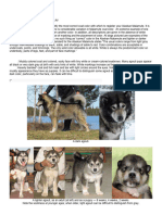 Alaskan-Malamute-Color-Guide-ADOBE