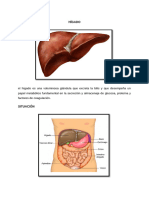 higado