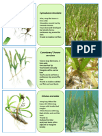 S1 Field Guide to Phil. Seagrasses.docx