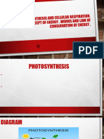 Photosynthesis and cellular respiration