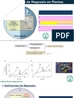 Fisiología del Magnesio en Plantas ? 