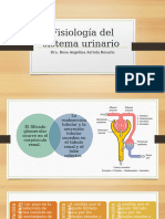 Fisiología del sistema urinario