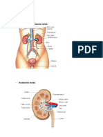 Fisiologia renal