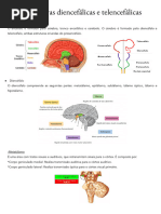 11 Estruturas diencefaÌlicas e telencefaÌlicasdo_231110_104942