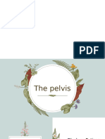 The Pelvis