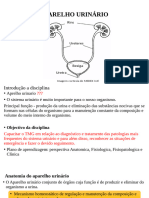 Aparelho Urinario Aula 1._104246