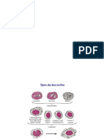 Tema 22 fisiología