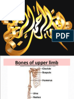 Upper Limb (1)