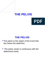 02. the Pelvis