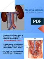 Sistema genitourinario