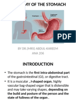 Anatomy of the Stomach