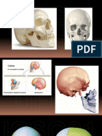 Ossos Do Crânio - ICSG01 - 2024.2