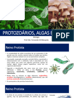 Algas, Protozoários e Fungos