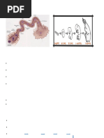 Gestation in Domestic Animals