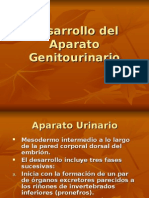 Desarrollo Del Aparato Genitourinario