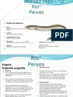 Estuario Do Tejo - Peixes