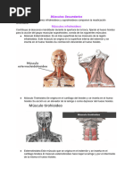 Músculos secundarios