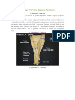 Osteologia Veterinária