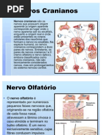 Nervos Cranianos