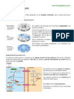 Biosintesis de Ácidos Grasos