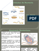  Bacterias