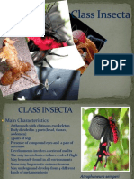 Class Insecta