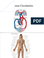 Sistema Cardiovascular