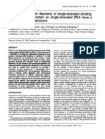 Nucleoprotein Single-Stranded Binding Regular