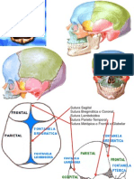 1 Huesos Del Craneo