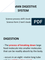 Human Digestive System