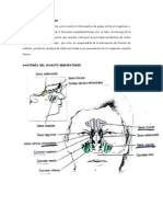 Sistema Respiratorio - Seminario