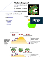 What Are Enzymes?