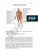 Sistema Circulatorio Humano