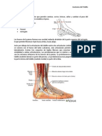 Anatomía Del Tobillo