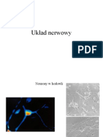 Anatomia Układu Nerwowego