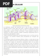 Membrana Celular