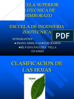 Clasificacion de Las Hojas