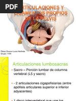 Articulaciones y Ligamentos Propios de La Pelvis