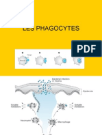 Les Phagocytes