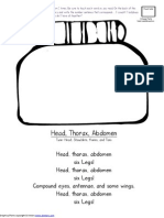 Head Thorax Abdomen