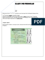 Maxillary 2nd Premolar: Smaller Less Seldom Seen